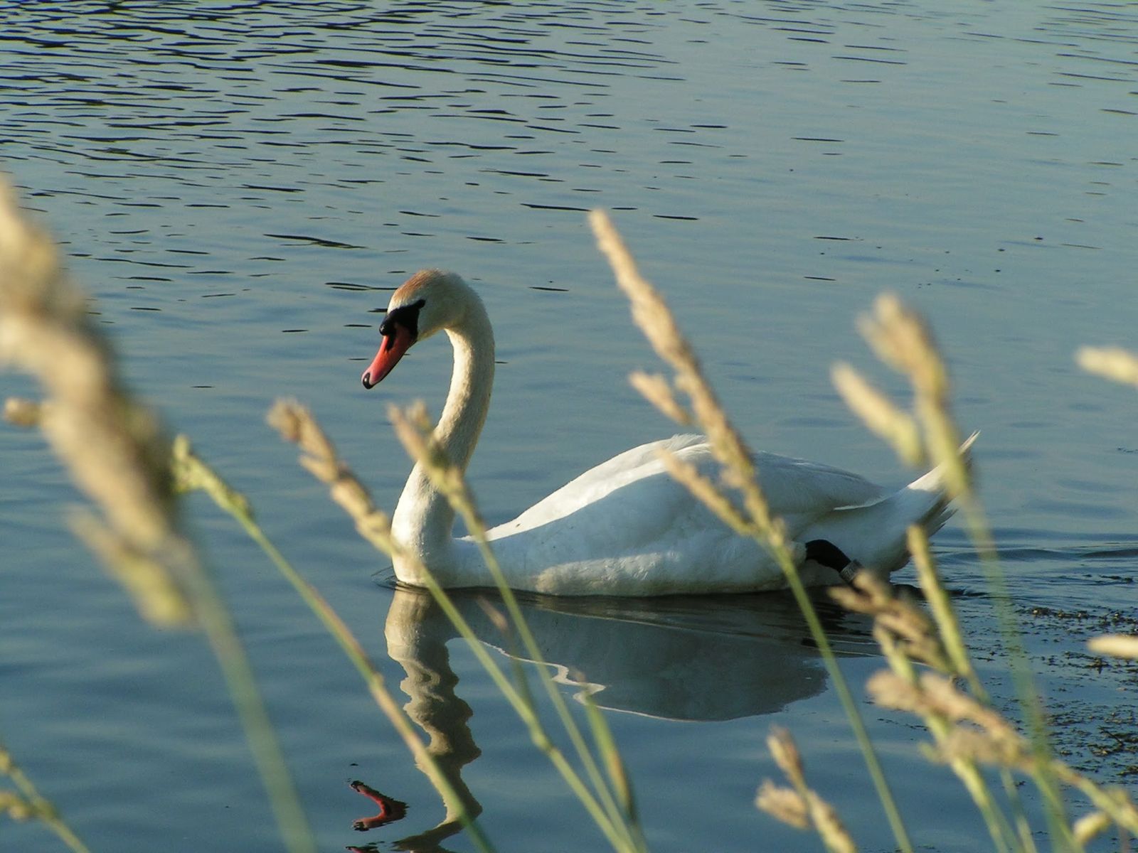 MINOLTA DIGITAL CAMERA