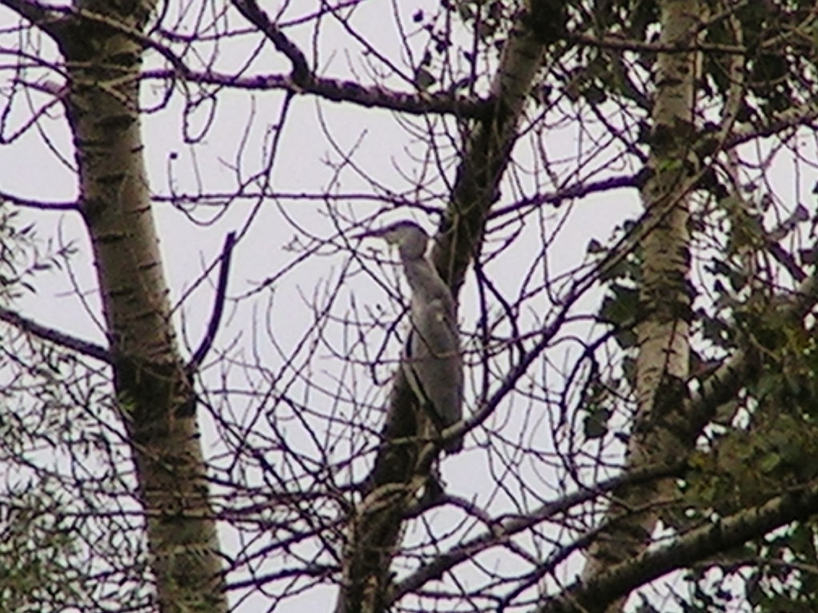 MINOLTA DIGITAL CAMERA